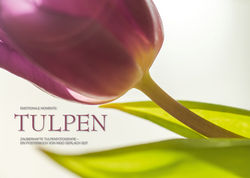 Kalender Tulpen