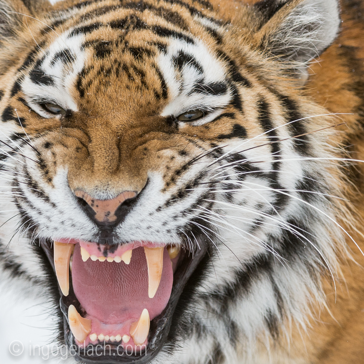 Sibirischer Tiger_D4N_6188