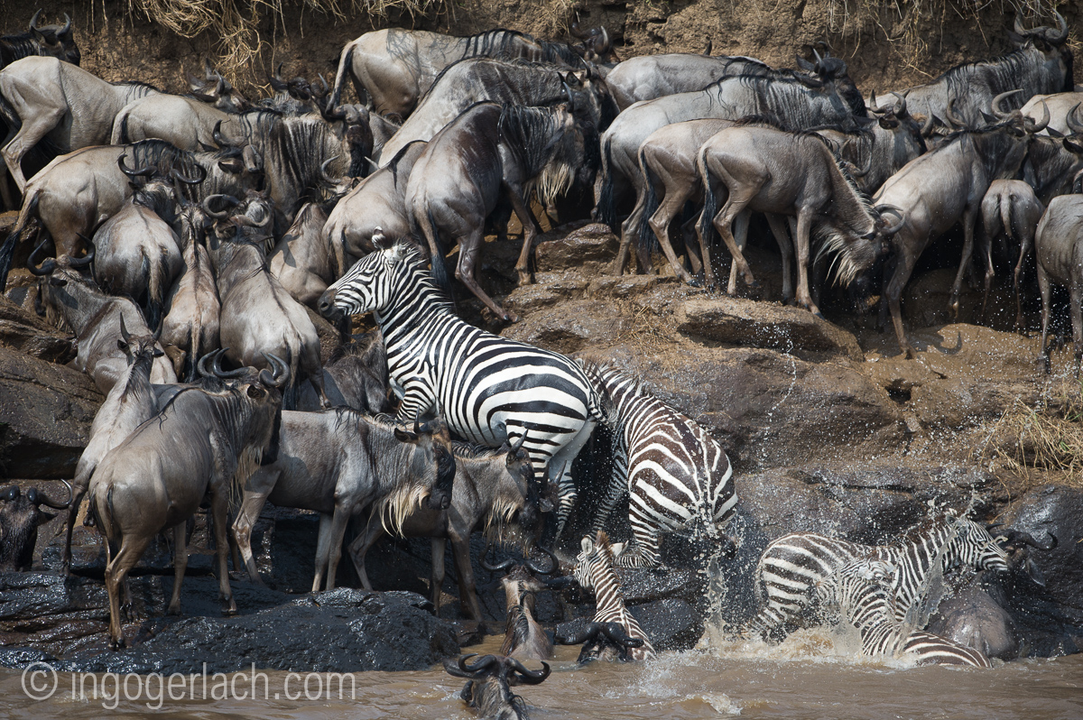 Zebras in Gefahr_D3S2909