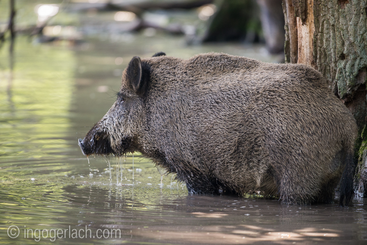 Wildschwein im Wasser_D8N2791