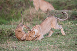 Training_der_Jungloewen_D5N_6583