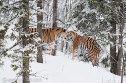 Sibirischer Tiger_IG34783