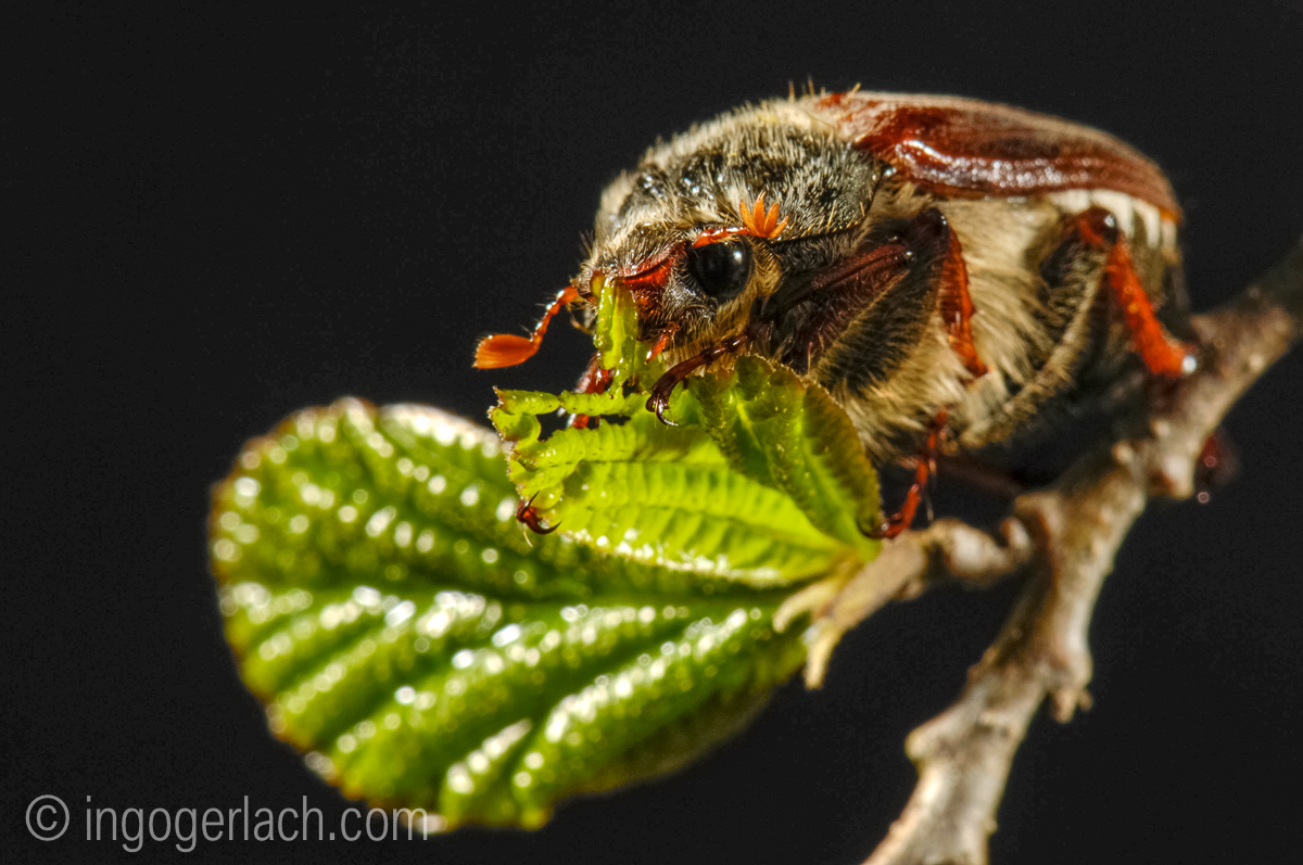 Tiergeschichten von Ingo Gerlach, Maikäfer