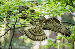 Wespenbussard_IG7_6086