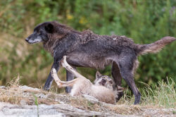 Timberwolf und Grauwolf_IGB8070