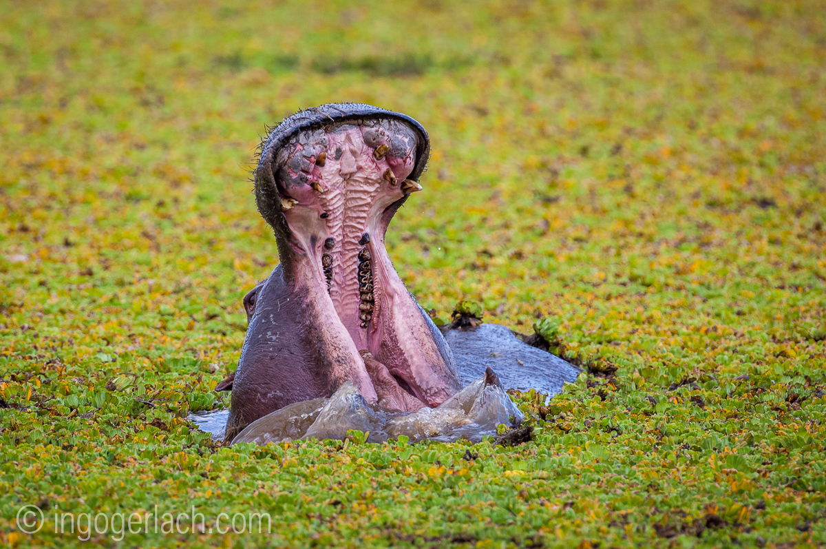 Flusspferd im Salat_IWG0113