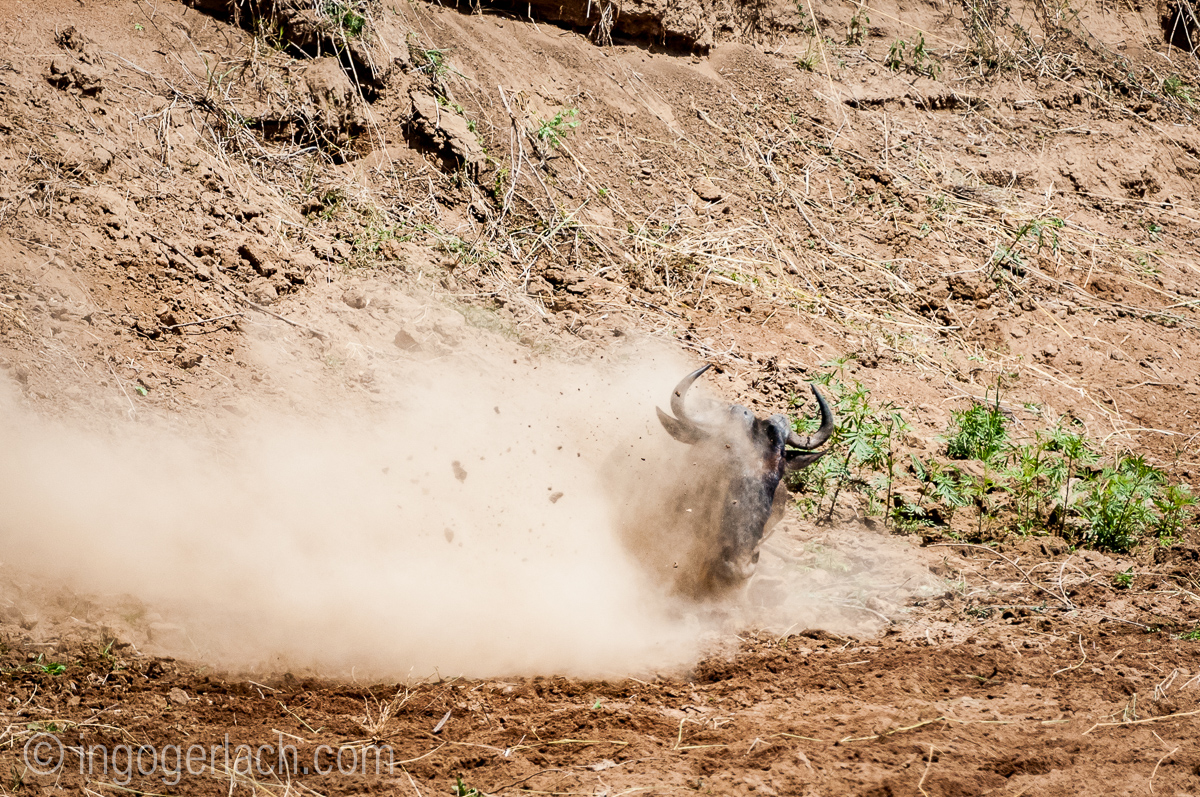 Gnu | Wildebeest_IWG4398