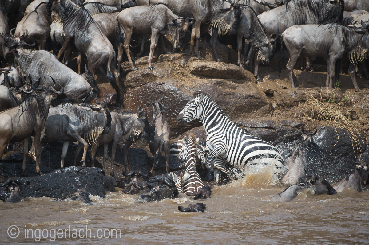 Zebras in Gefahr_D3S2871