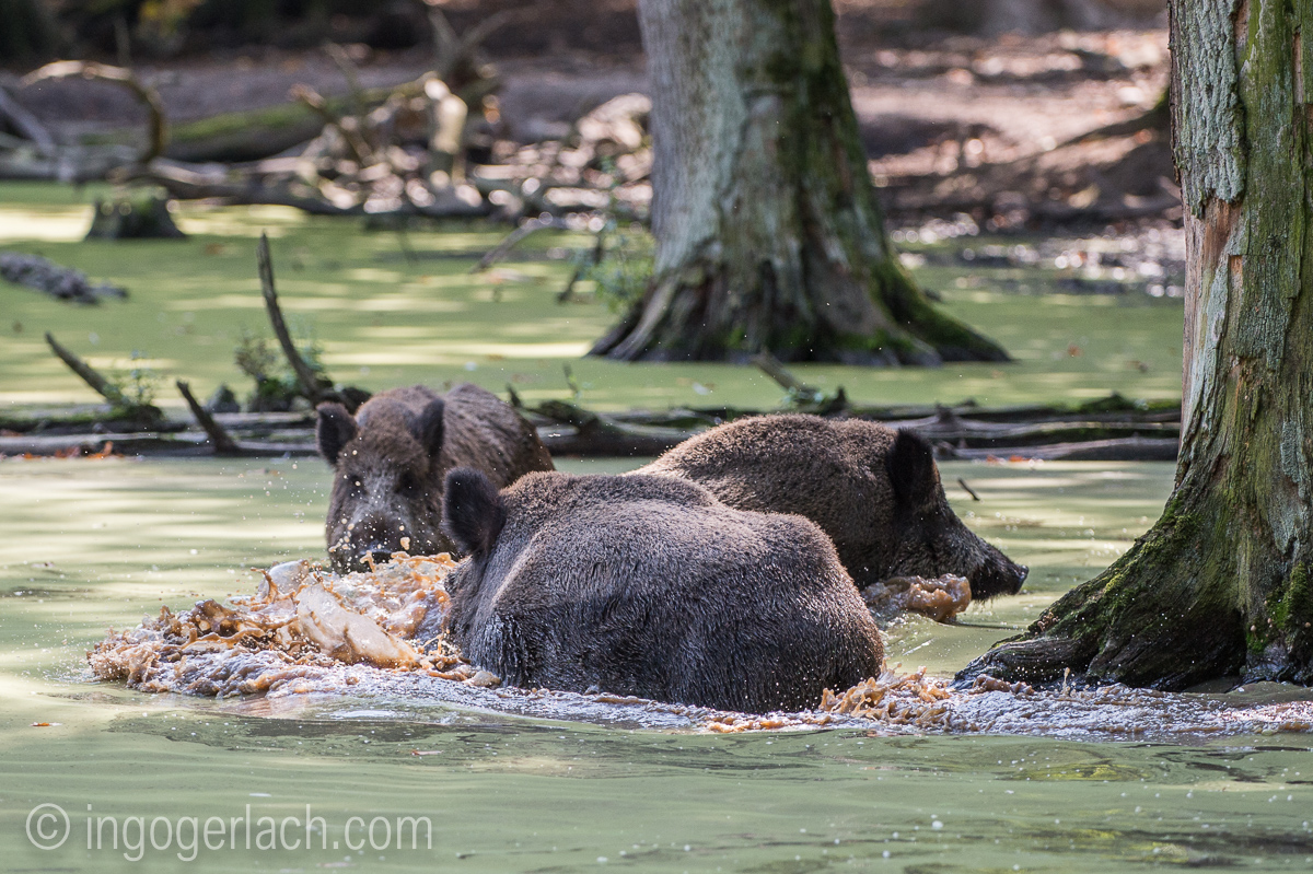 Wildschwein im Wasser_D4N7799