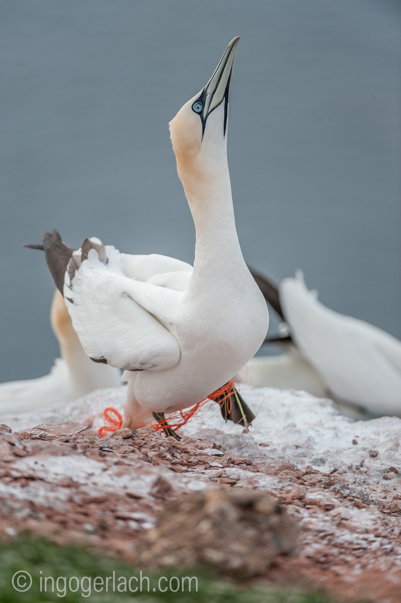 basstoelpel_und_plastikmuell_ND38006
