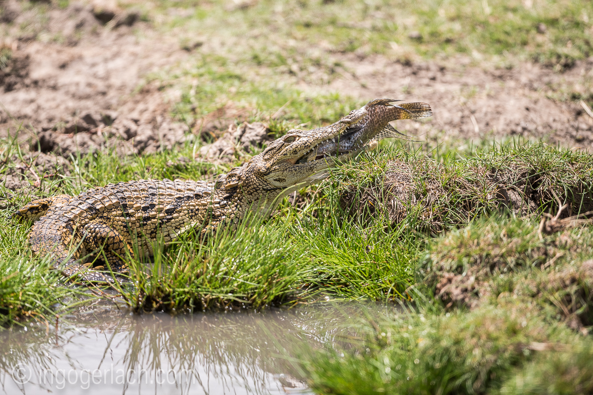 Krokodil_und_Tilapia_D8N_4873