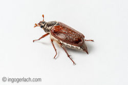 Cockchafer_Maikaefer_IG31878