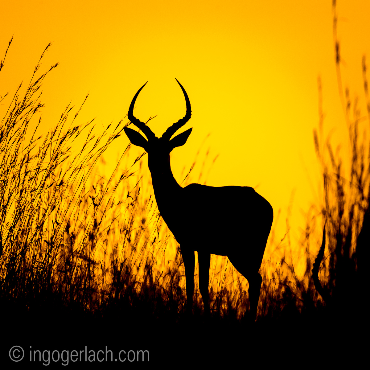Impala at sunrise_D4N_2599