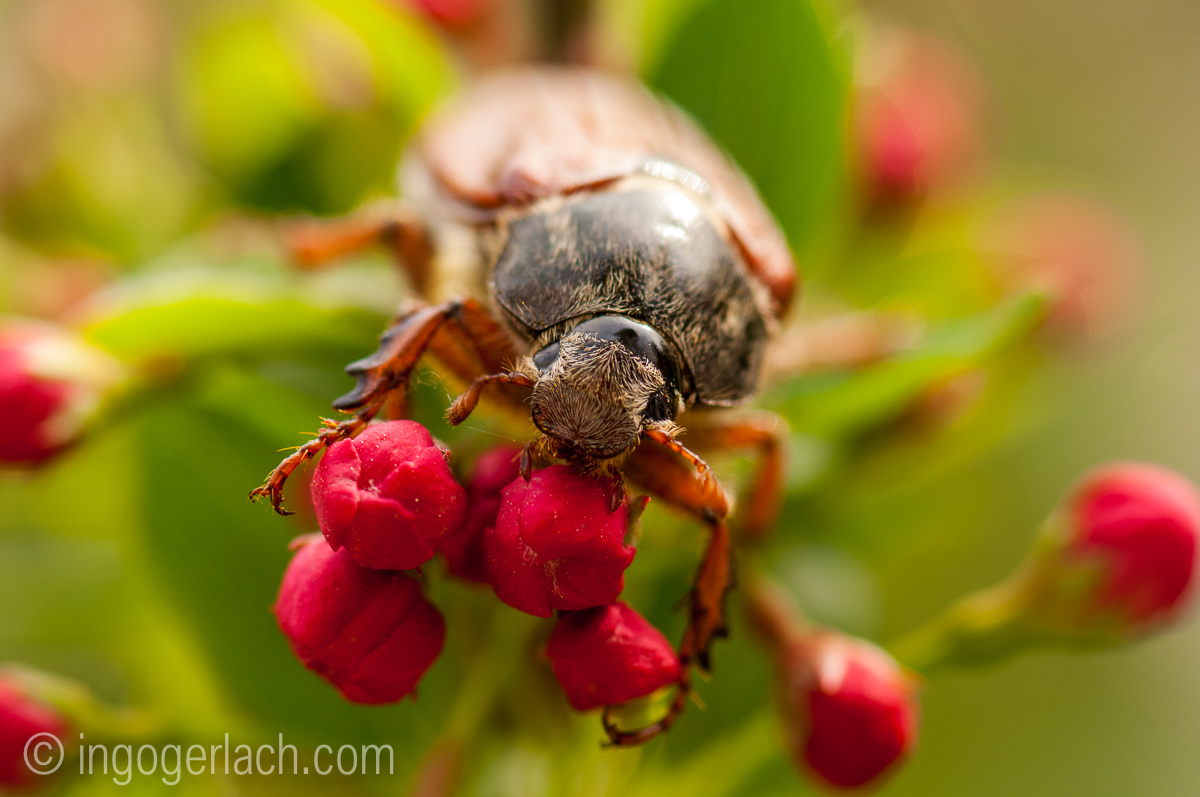 Tiergeschichten von Ingo Gerlach, Maikäfer