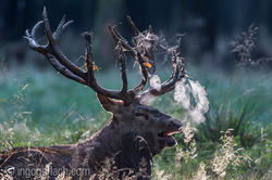 Dampfende_Rothirsche_D4N3247