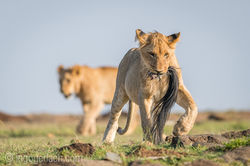 Junglöwe mit Gnuschwanz_D8N_4093