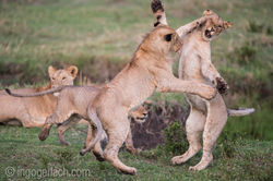 Training_der_Jungloewen_D5N_6610-2