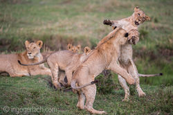 Training_der_Jungloewen_D5N_6612