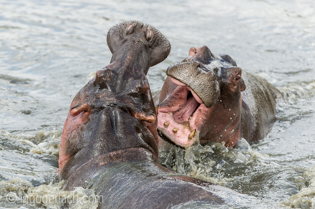 Hippos palavern_D3S7799