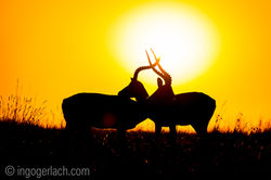 Impala at sunrise_D4N_2705