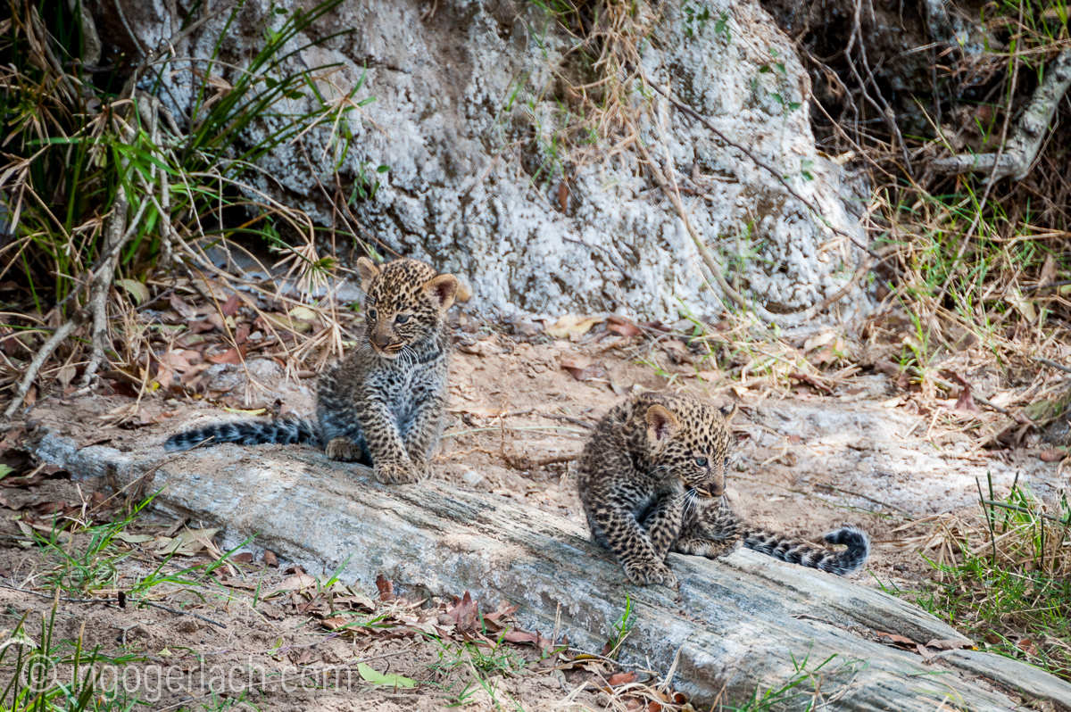 Mama Leopard mit ihren Babys_IG35773