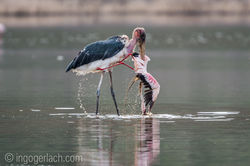 Marabu vs Flamingo_D722106