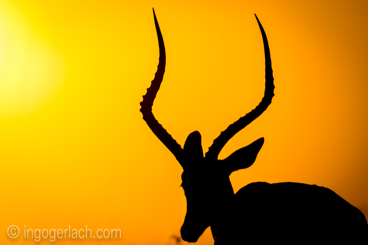 Impala at sunrise_D4N_2695