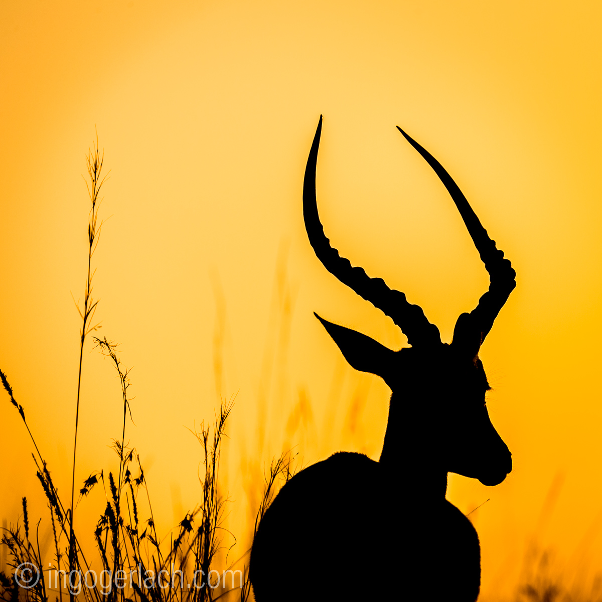 Impala at sunrise_D4N_2701