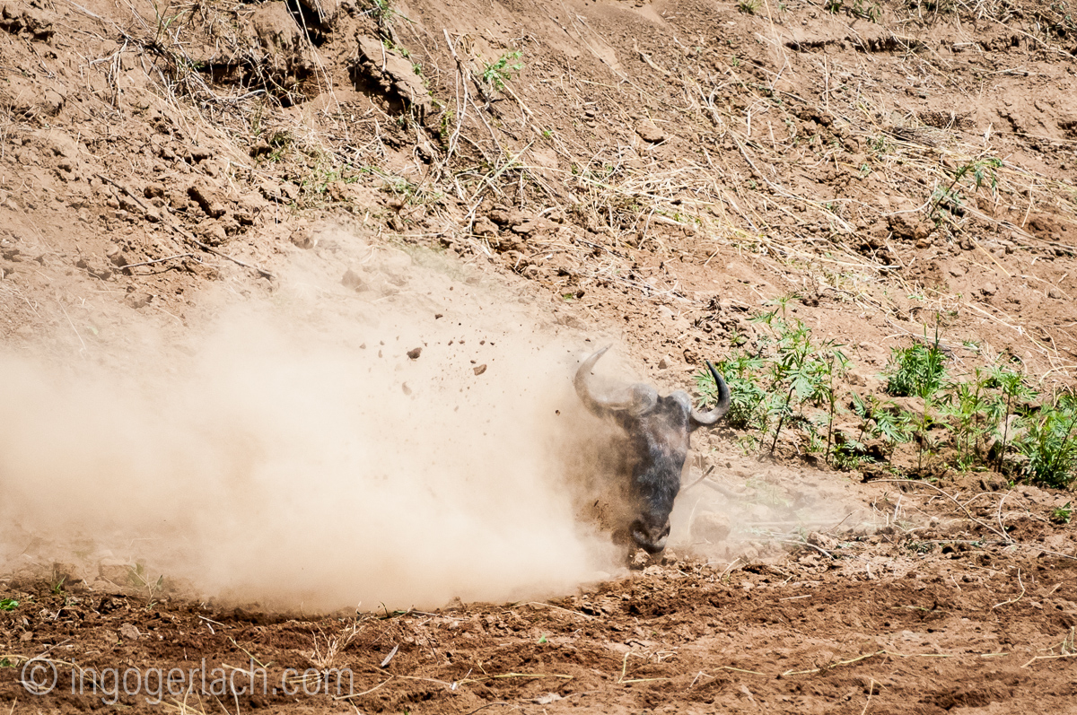 Gnu | Wildebeest_IWG4397