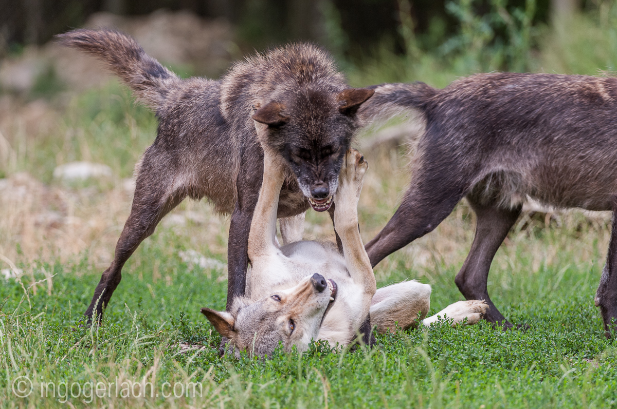 Timberwolf und Grauwolf_IGB8088