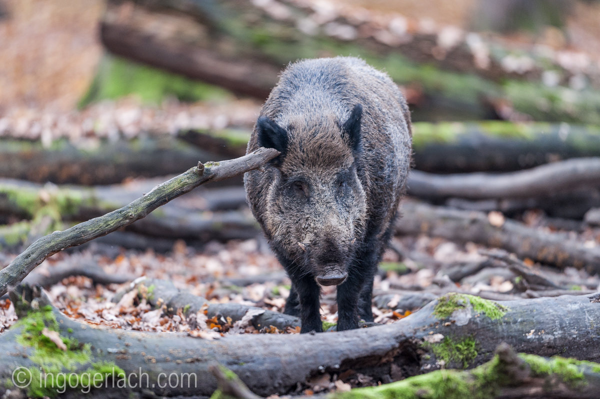 Körperpflege_Wildschwein_ND33533