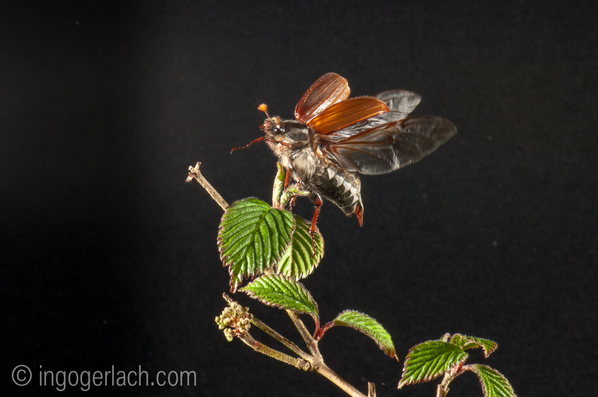 Tiergeschichten von Ingo Gerlach, Maikäfer