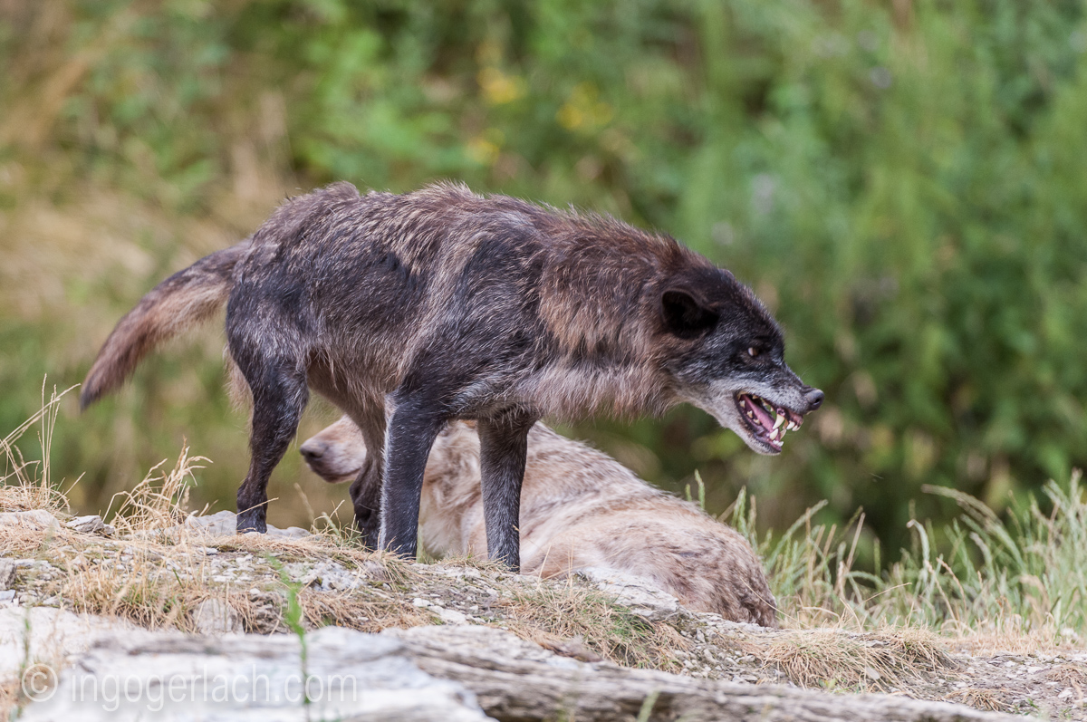 Timberwolf und Grauwolf_IGB8078