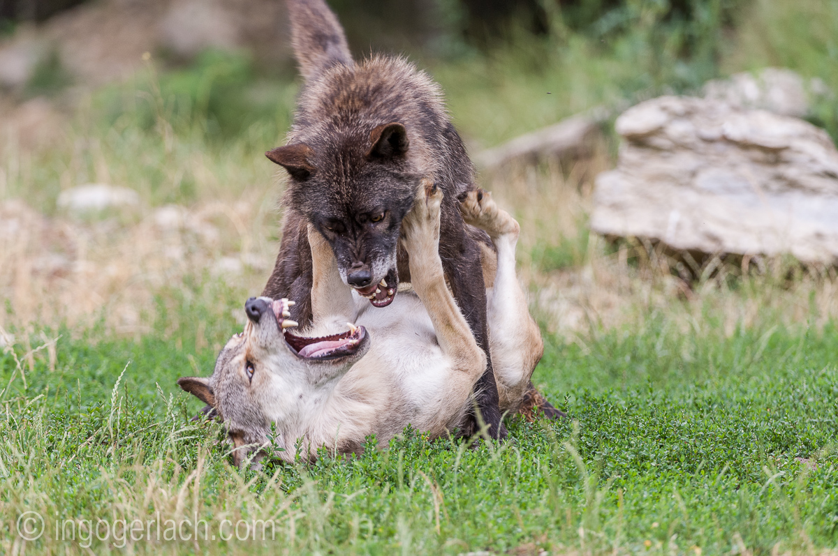 Timberwolf und Grauwolf_IGB8091