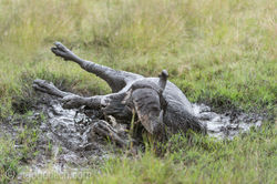 Afrikanischer_Bueffel_D3S7693