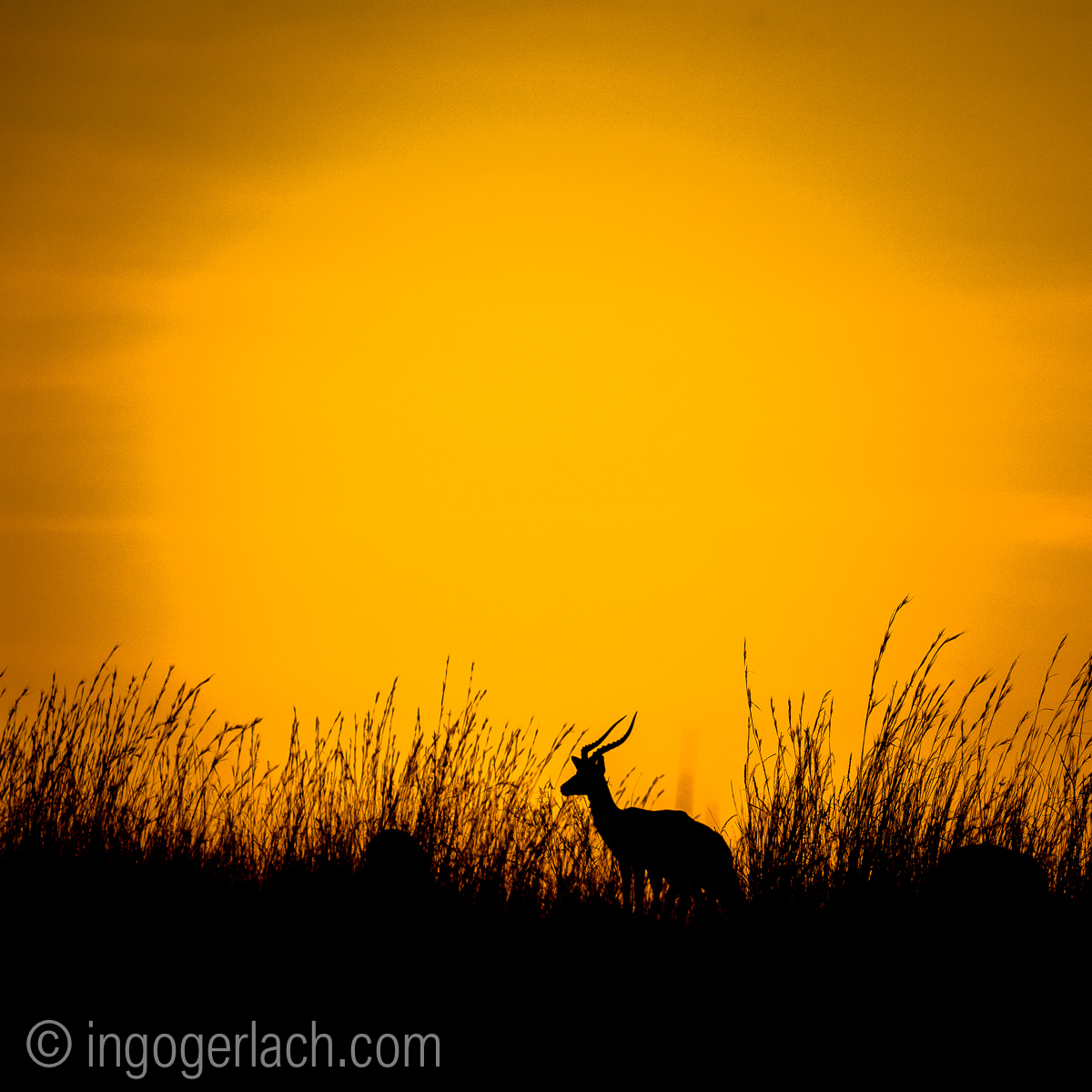 Impala at sunrise_D4N_2595