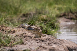 Krokodil_und_Tilapia_D8N_4941