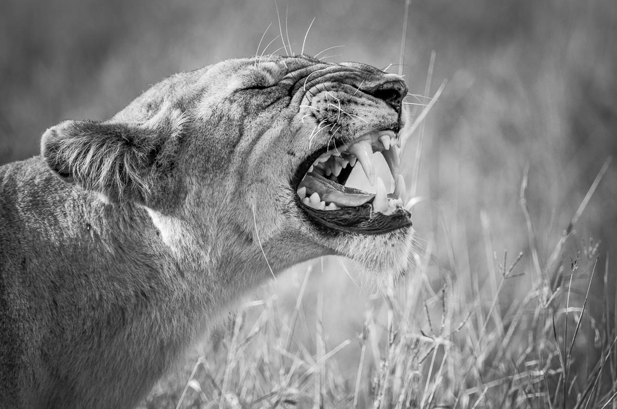 © Ingo Gerlach_IWG2999