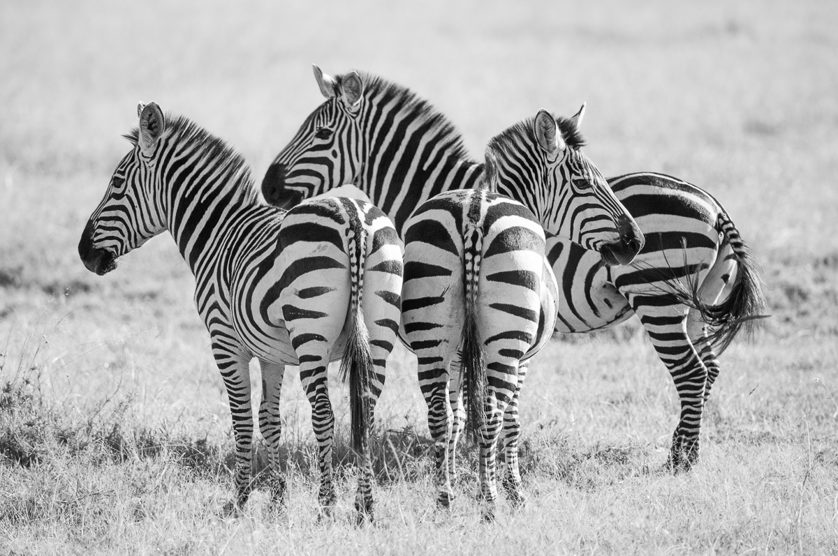 © Ingo Gerlach_IGB9322