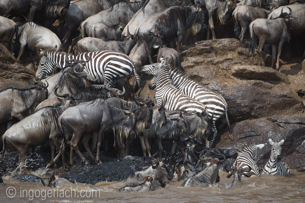 The great Migration_D3S2942