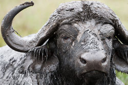 Afrikanischer_Bueffel_D3X6683