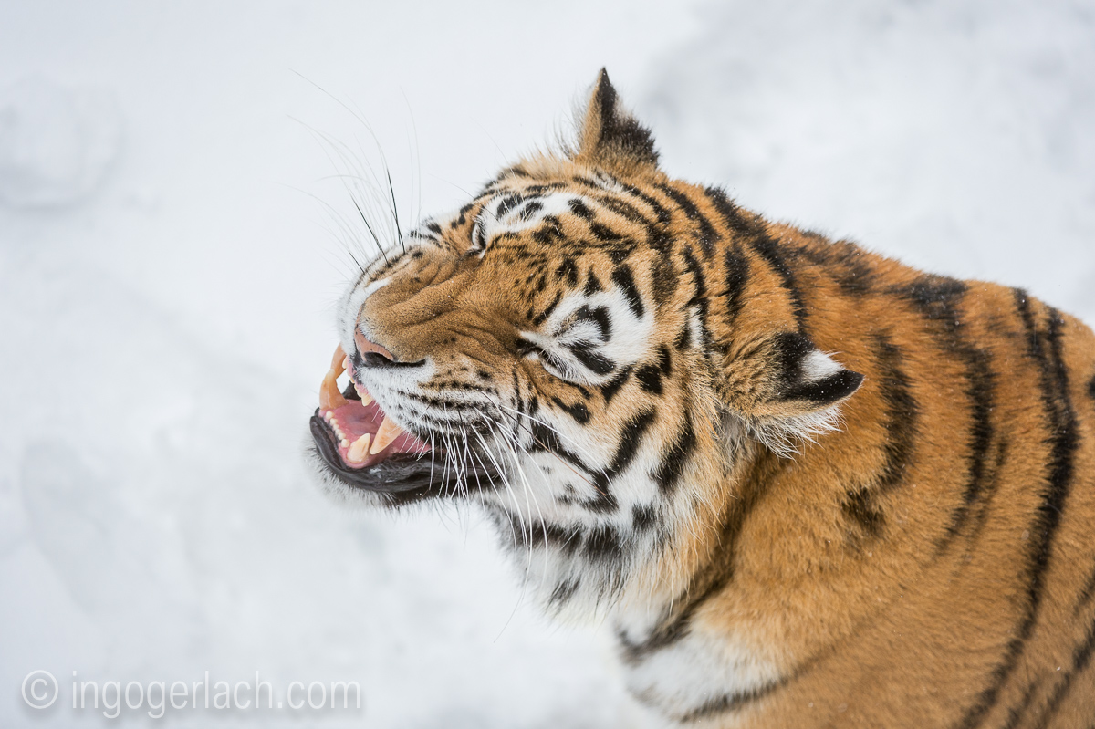 Sibirischer Tiger_D4N_6223