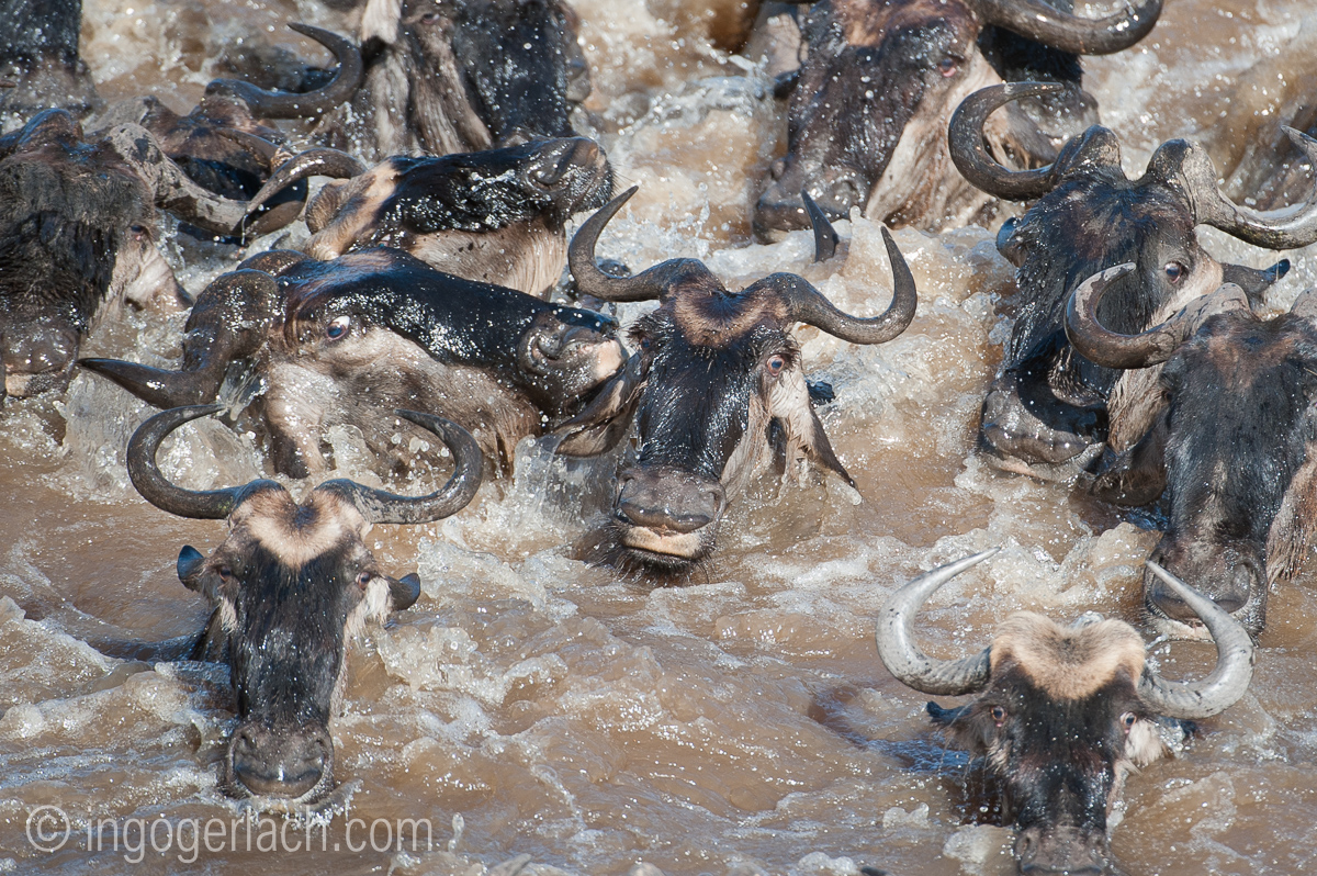 The great Migration_IG35916