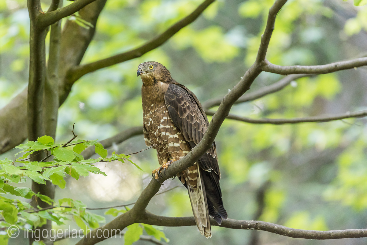 Wespenbussard_IG7_6051
