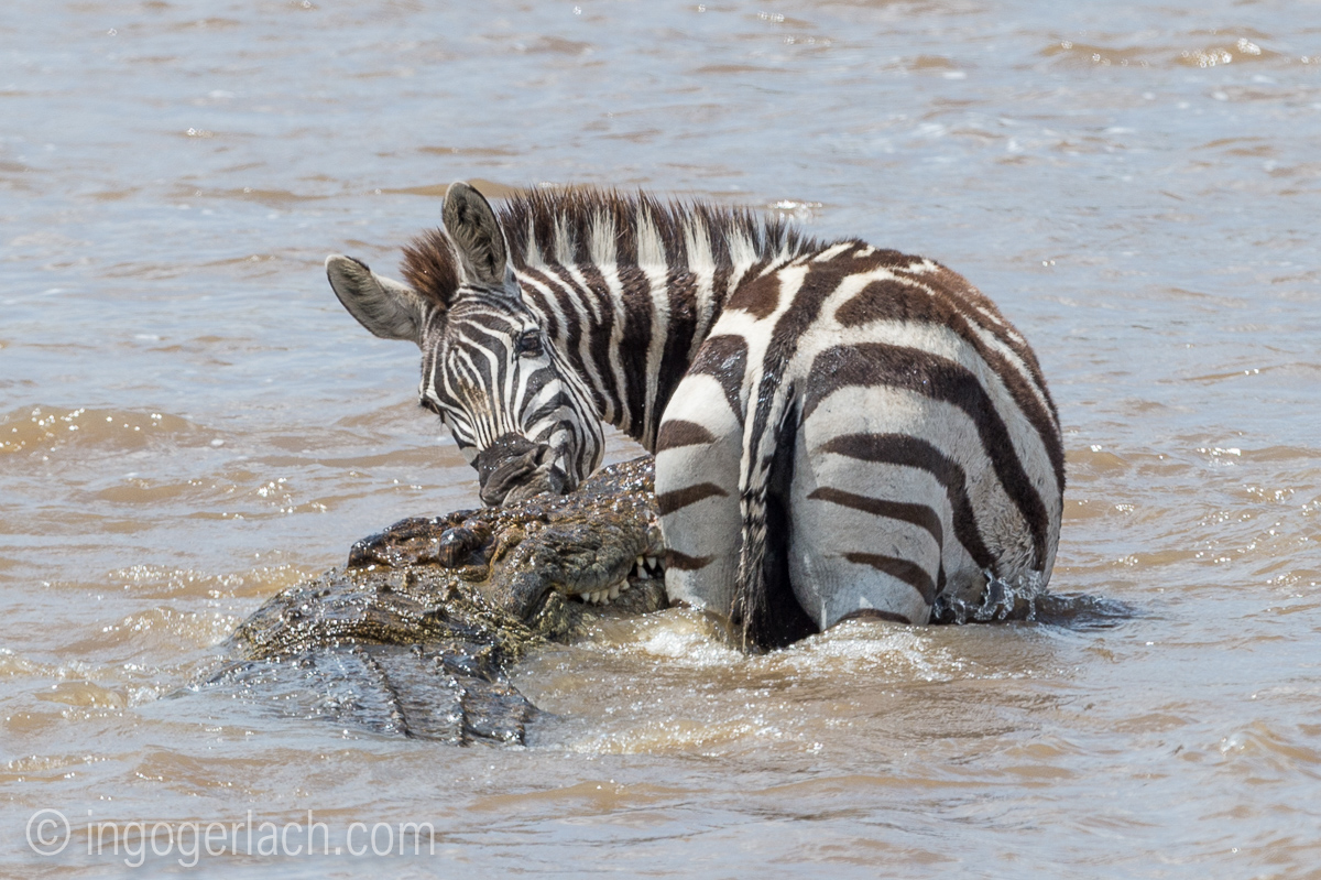 Krokodil killt Zebra_D4N_4655