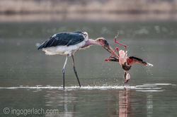 Marabu vs Flamingo_D722109