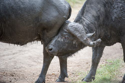 Afrikanischer_Bueffel_D3S7664