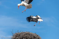 D8N_2442 kampf der weissstoerche