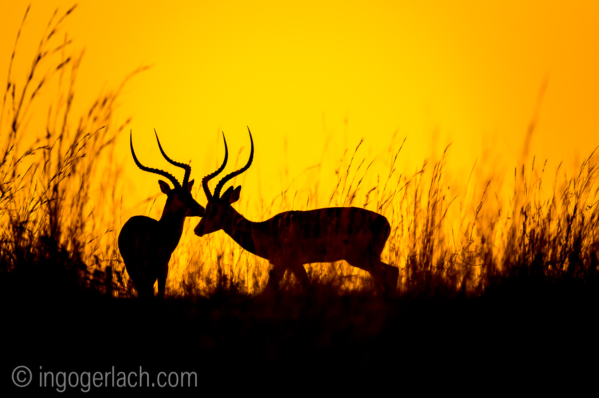 Impala at sunrise_D4N_2604