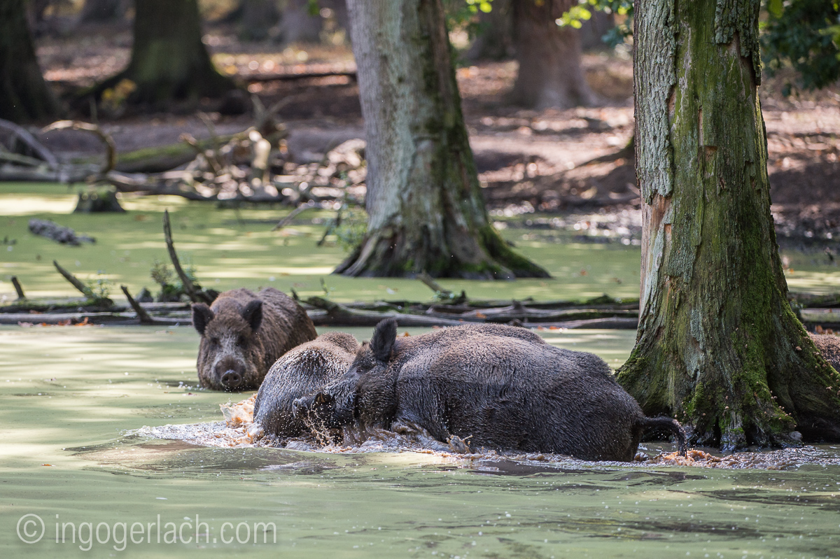 Wildschwein im Wasser_D4N7794